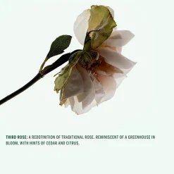 Deodorant Spray (Third Rose)